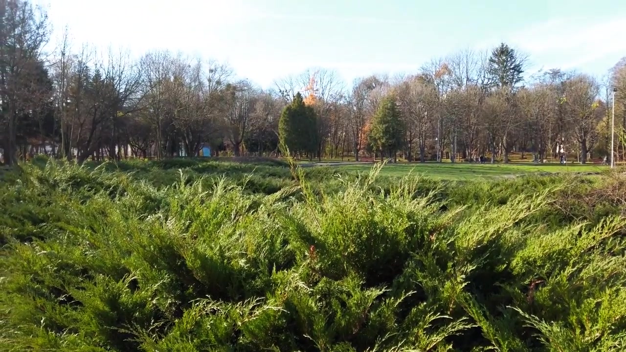 Thuja occidentalis. Filmer le parc d'automne