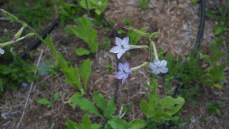 slow motion close up of purple flowers