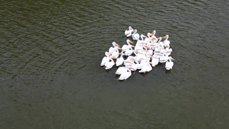 Close-up-aerial-footage-of-a-flock-of-huddling-pelicans-during-their-migration-South