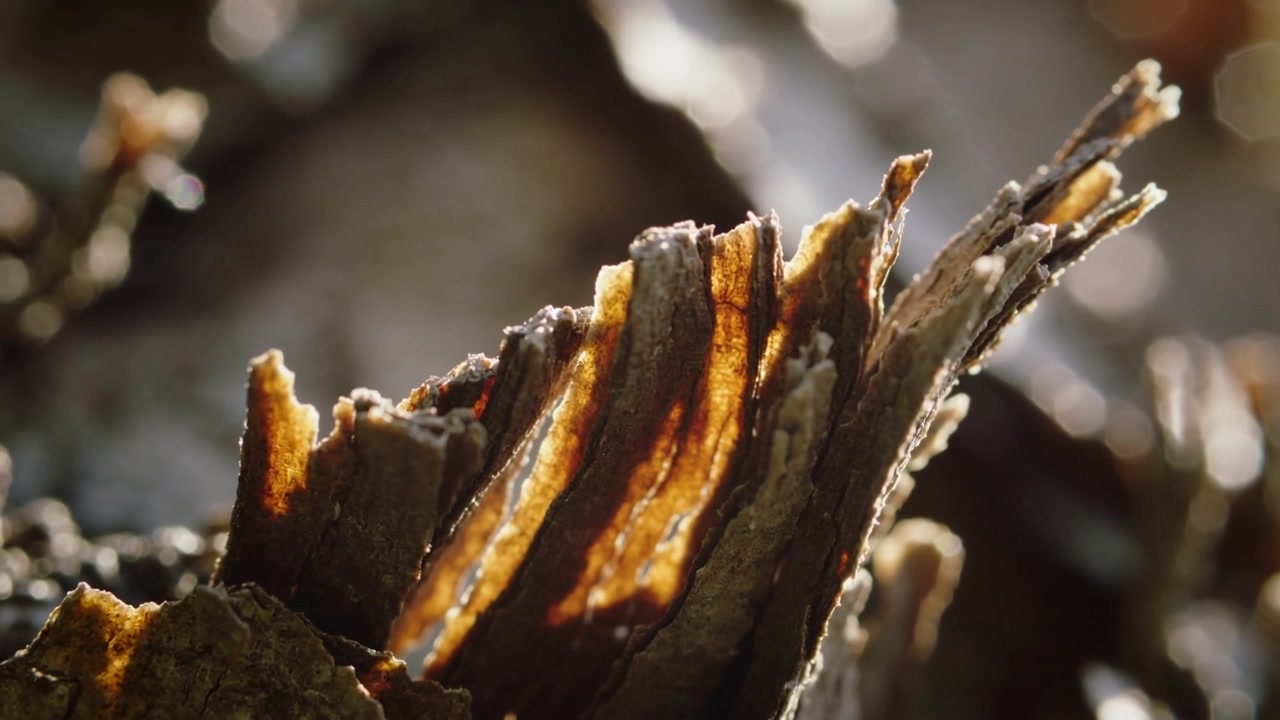 Mentre il sole sorge, la telecamera sposta il fuoco rivelando corteccia arricciata nella foresta con strati ambrati retroilluminati.