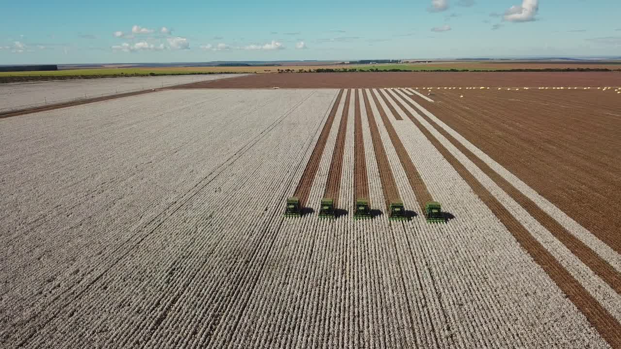 toma aérea de tractores combinados sincronizados cosechando un campo de algodón