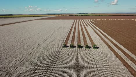 aerial shot of synchronized combine tractors harvesting a field of cotton