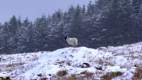 sheep looking around while snow is falling on a winter day at isle of skye in scotland