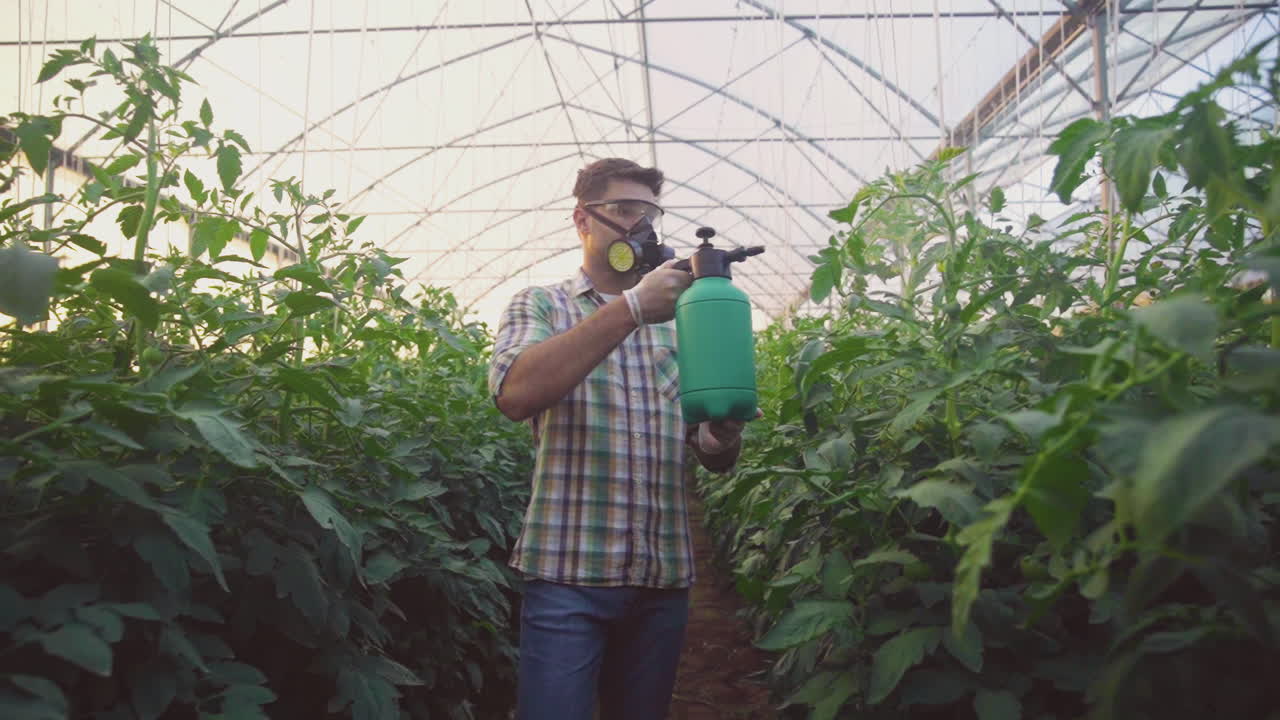 Farmer spraying tomatoes in a greenhouse