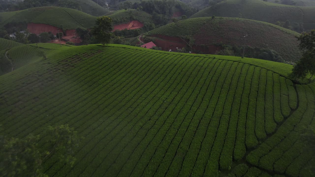 Colline di piantagioni di tè, valle nebbiosa, Vietnam, vista aerea con drone, Long Coc Phu Tho, coltivazione agricola