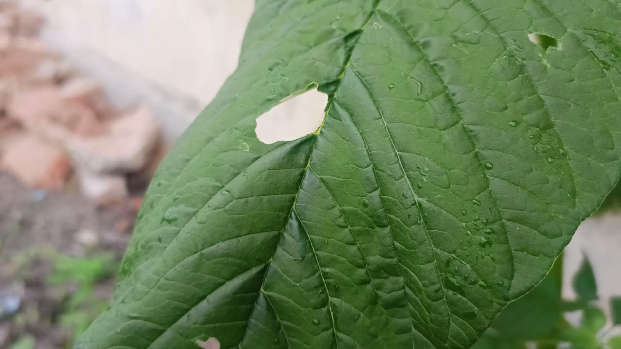 해충에 의해 잡아먹힌 잎을 닫는 것