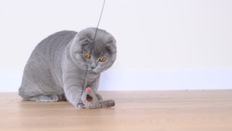 a scottish cat enjoys life playing with a mouse a 4k 2025 08 05 00 50 14 utc.mov | adorable, agile hunter, agile movements, amusement