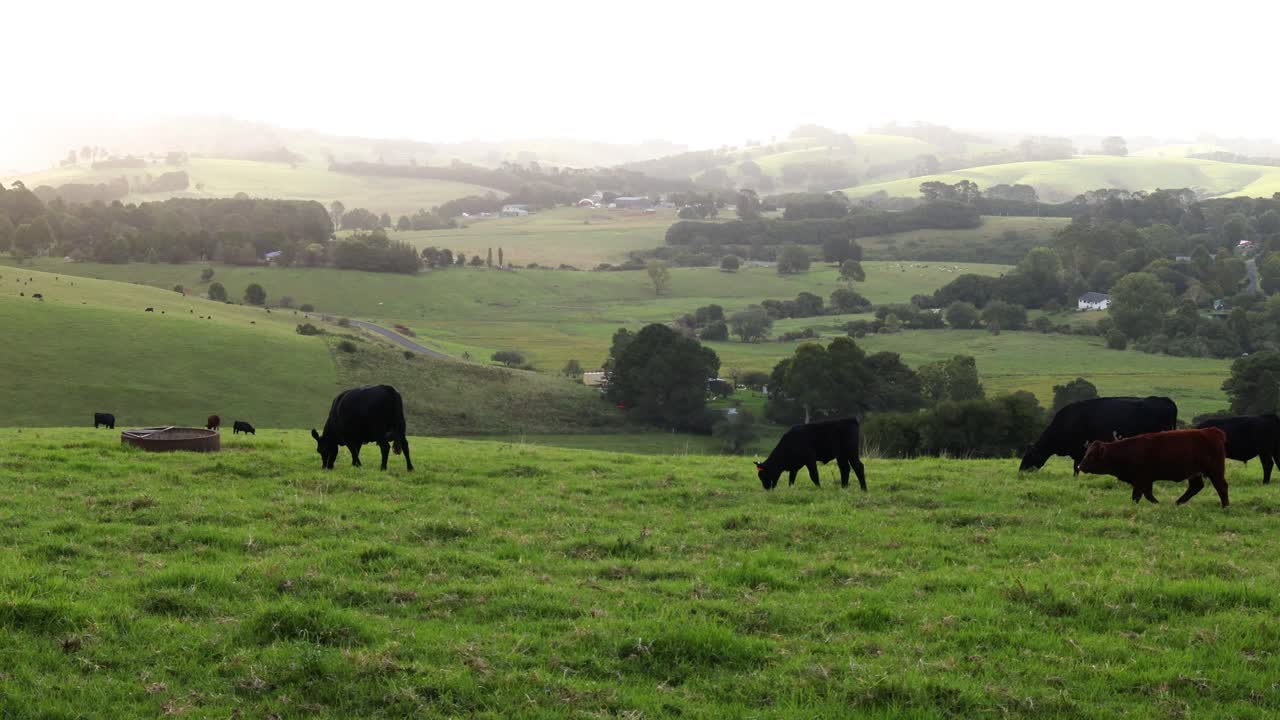 Vacas pastando tranquilamente em um campo verde