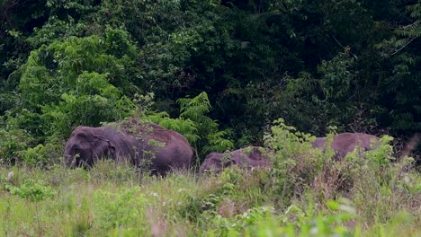 Los-Elefantes-Asiáticos-Son-Especies-En-Peligro-De-Extinción-Y-También-Son-Residentes-De-Tailandia