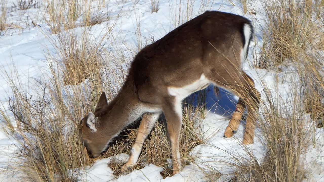 los jóvenes ciervos en barbecho con pieles de invierno pastan las hierbas que se asoman a través de la nieve