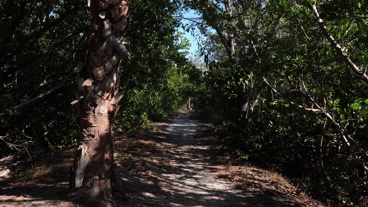 A path through a dense forest with trees on both sides gives a dimension of splendor and softness