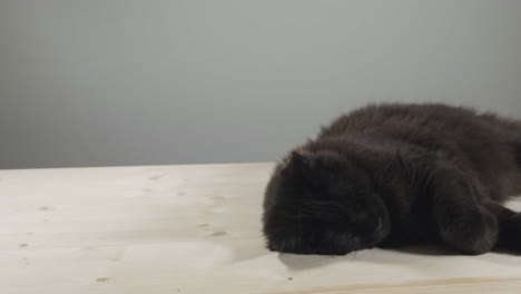 Gato-Maine-Coon-Negro-Y-Cansado-Dormido-Sobre-Una-Mesa-–-Plano-Deslizante