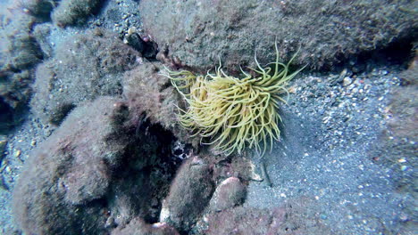 submarino cerca del musgo oceánico en la costa de málaga, españa