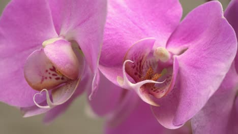 Primer-Plano-Lateral-De-Flores-De-Orquídeas-Fucsias,-Pétalos-Rosas-Brillantes