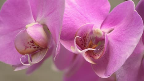 primer plano lateral de flores de orquídeas fucsias, pétalos rosas brillantes