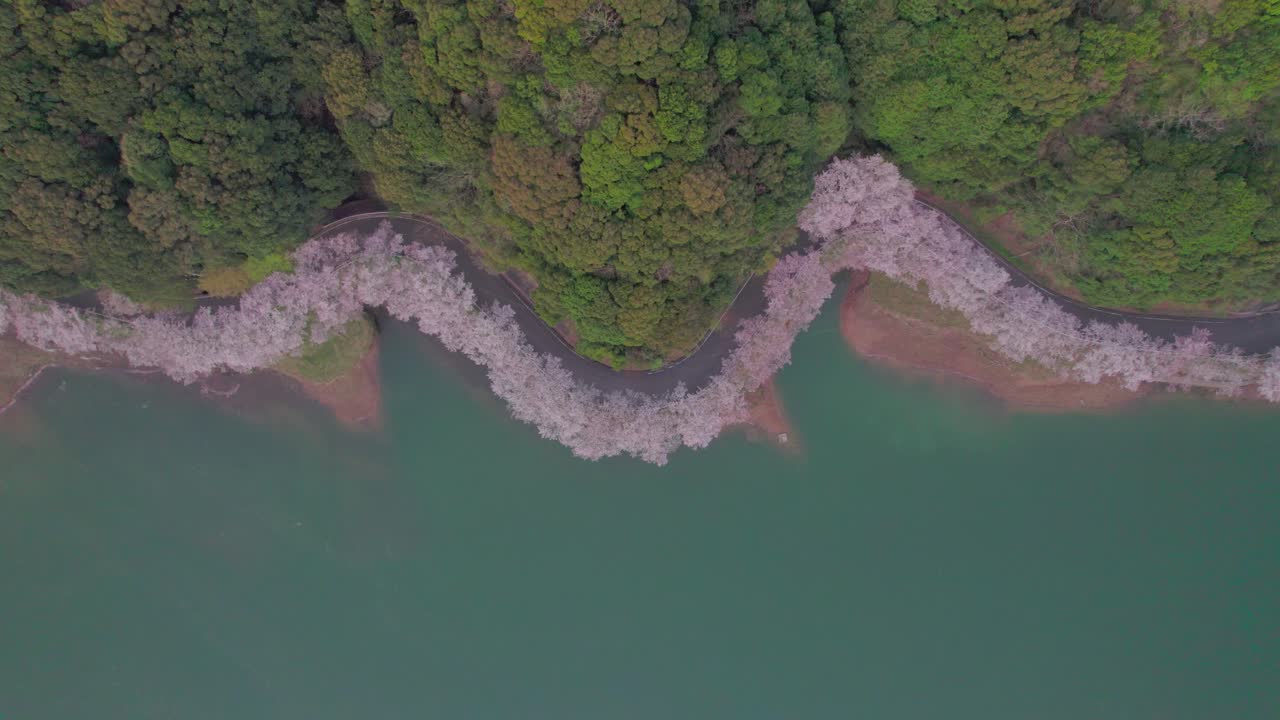 일본 사가 현의 호수 에 있는 체리 꽃으로 가득 찬 도로의 위쪽 드론
