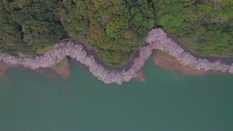 Una-Toma-Superior-De-Un-Dron-De-Una-Carretera-Llena-De-Cerezos-En-Flor-Junto-A-Un-Lago-En-La-Prefectura-De-Saga,-Japón