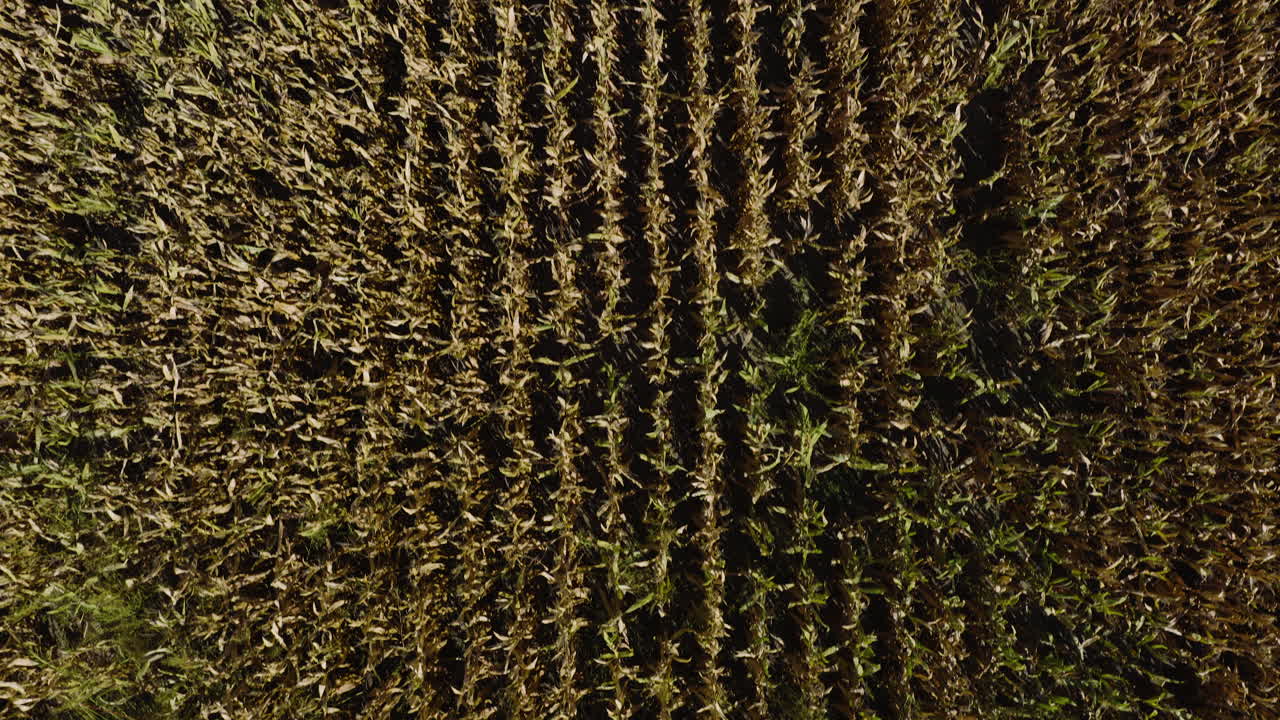 Bird's Eye View Of Corn Field In Missouri, USA - Drone Shot