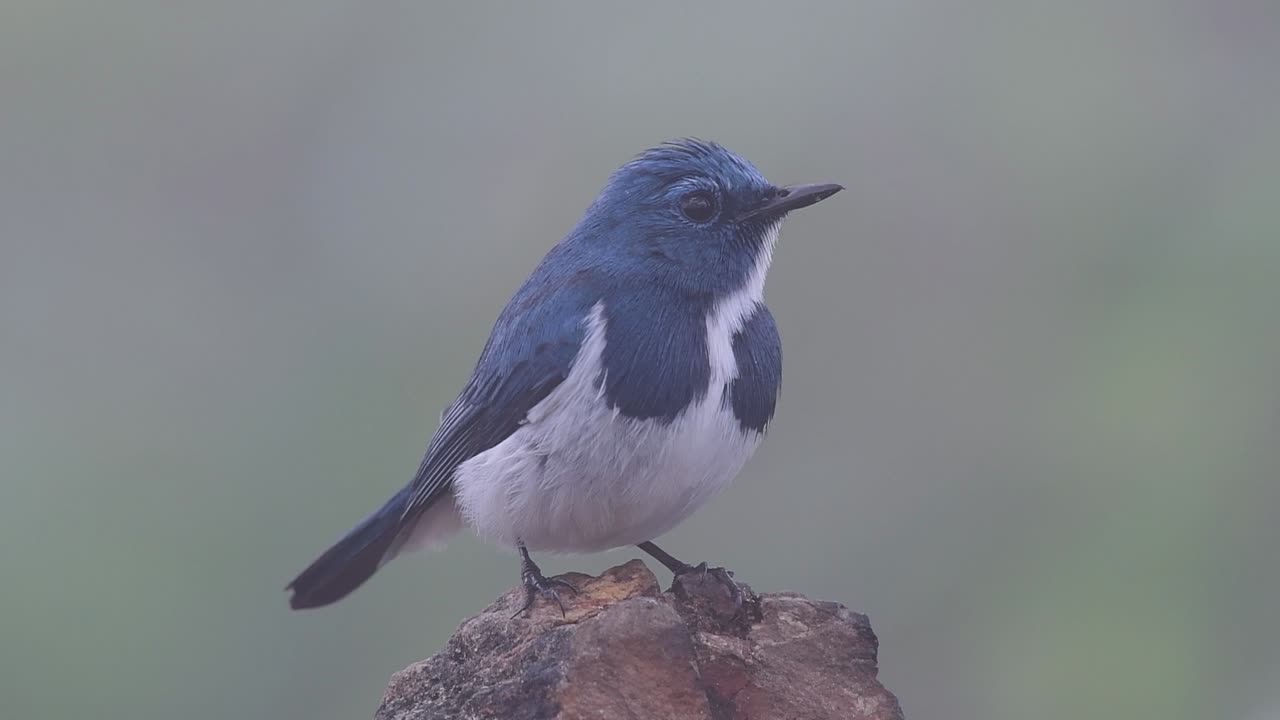 el papamoscas ultramarino, también conocido como el papamoscas azul de ceja blanca, un migrante de invierno a tailandia, es muy amigable con la gente