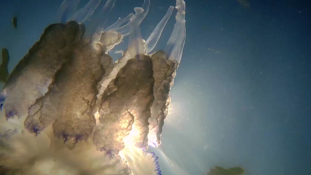 toma submarina de medusas frente a los rayos solares