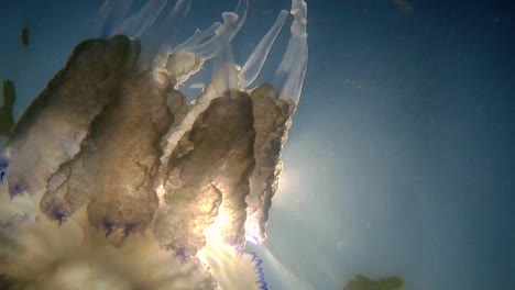 underwater shot of jellyfish in front of the sunrays