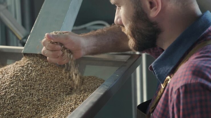 A young brewer wearing a leather apron controls the grinding of malt seeds in a mill at a modern brewery