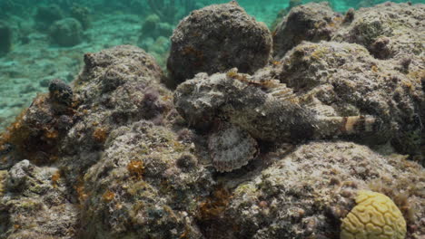 a scorpionfish sits on a pile of rocks in a caribbean reef