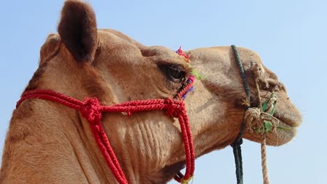 isolated camel head shot close up from flat angle with bright sky background