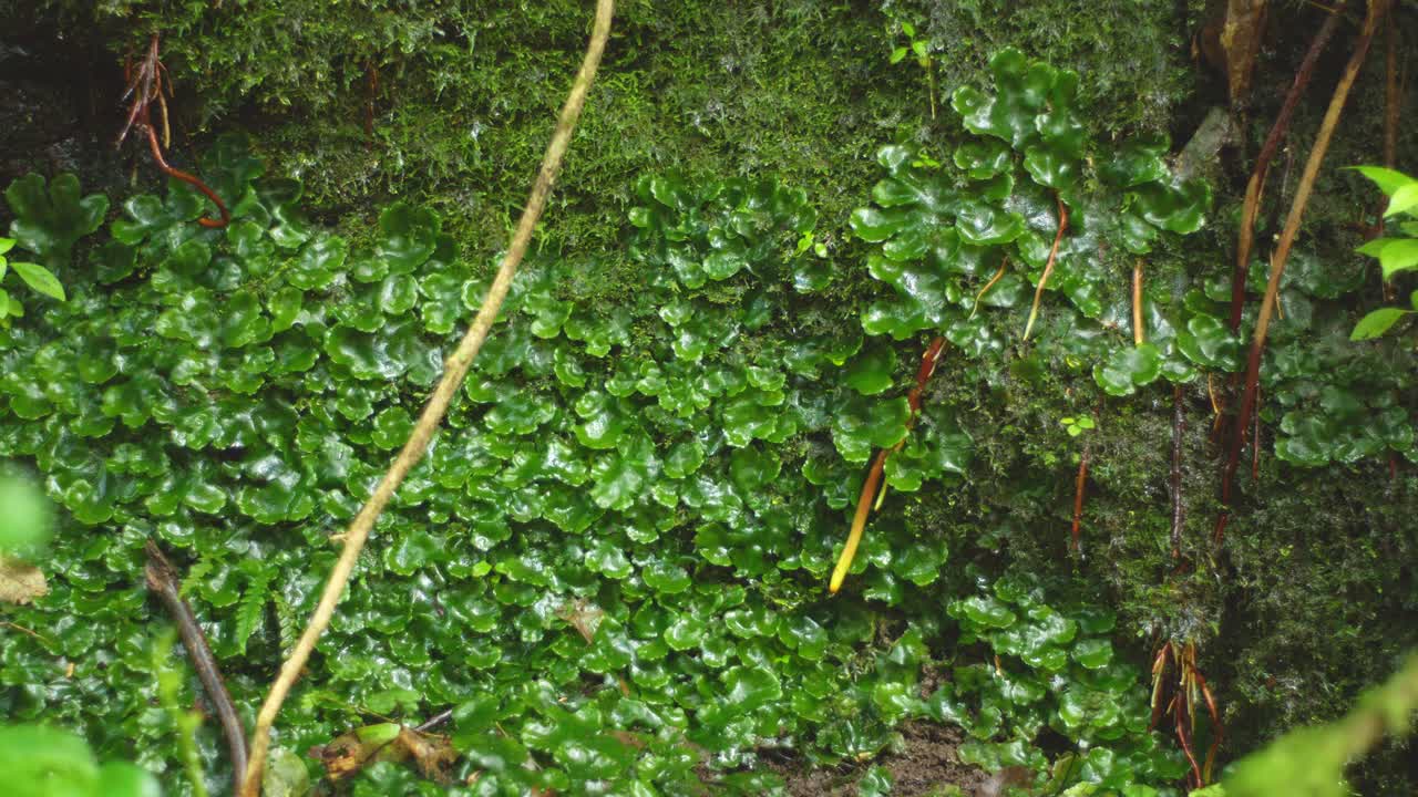 A species of Liverwort He Momo Pukohu in a native New Zealand forest with water dripping down it