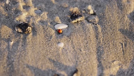 Orangefarbener-Marienkäfer,-Der-Bei-Sonnenaufgang-In-North-Myrtle-Langsam-Am-Sandstrand-Spaziert,-Nahaufnahme-Von-Oben-Nach-Unten