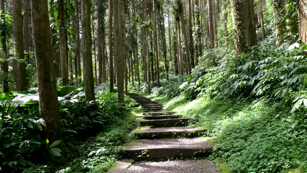 wooden step path through old growth forest in Xitou Nature Education Area in Taiwan