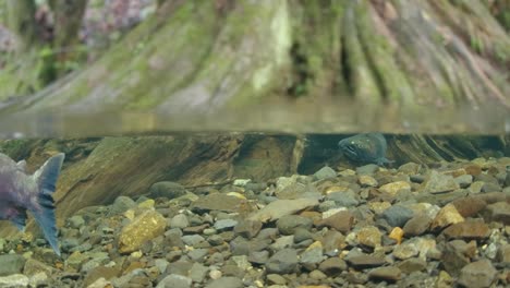 coho salmon in their spawning grounds in a shallow creek in the pacific northwest in canada.