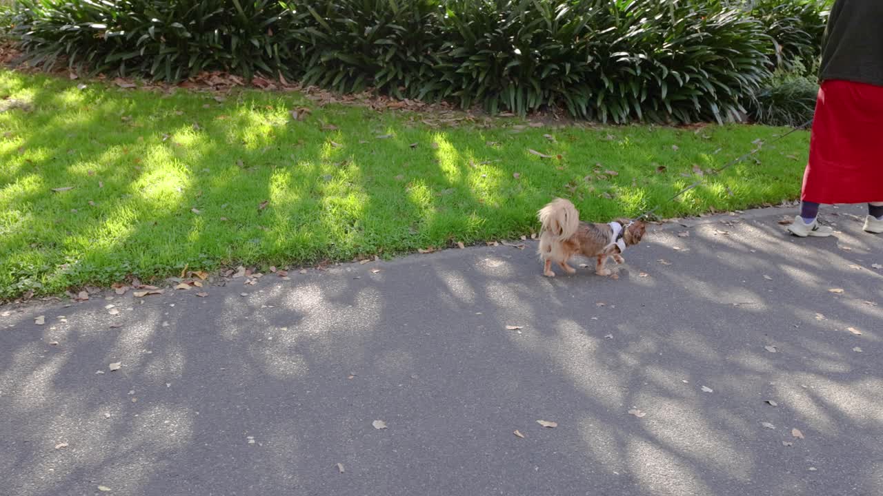 공원 에서 강아지 를 줄 에 고 있는 사람