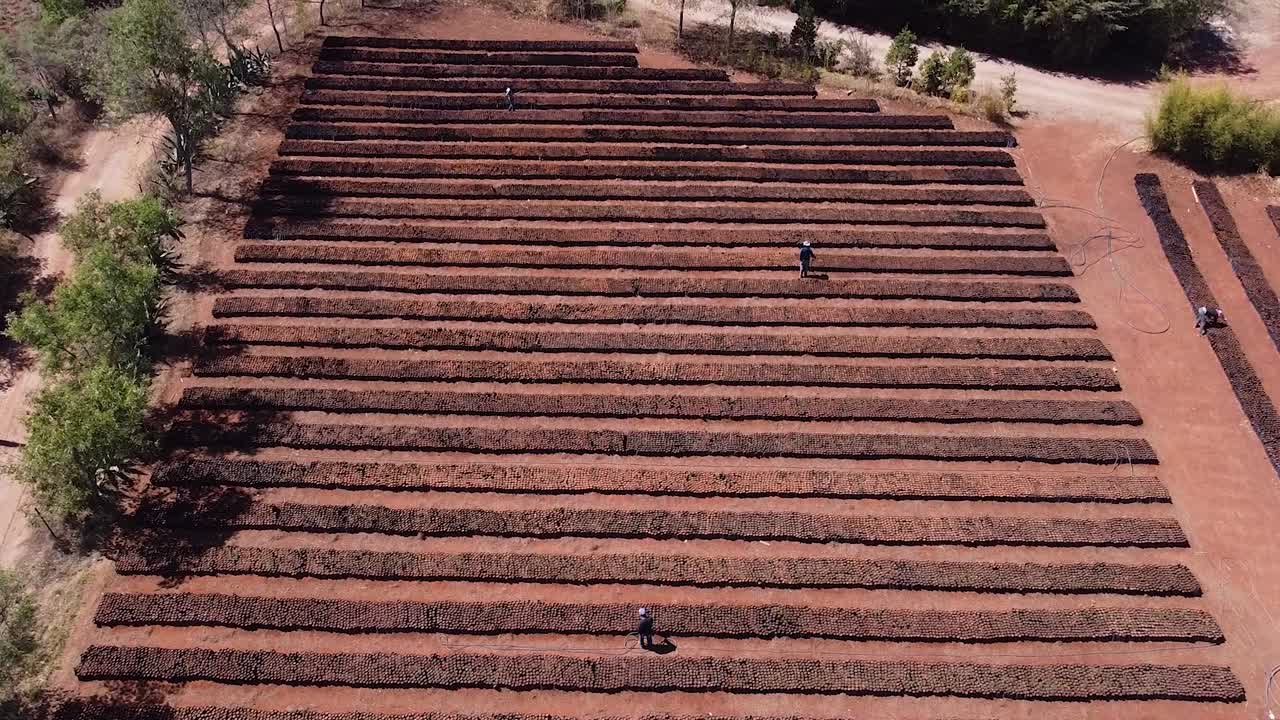 새로 태어난 복숭아에 물을 주는 농부들의 조감도