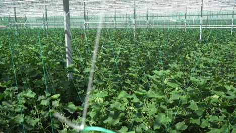 cucumber-plantation-looking-from-high