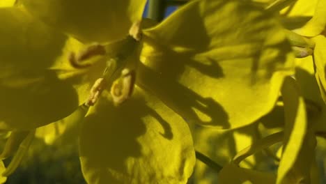 macro shot of a blooming canola plant on a sunny spring morning