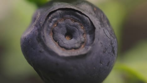 macro detail of blueberry fruit calyx end, shallow depth of field, day