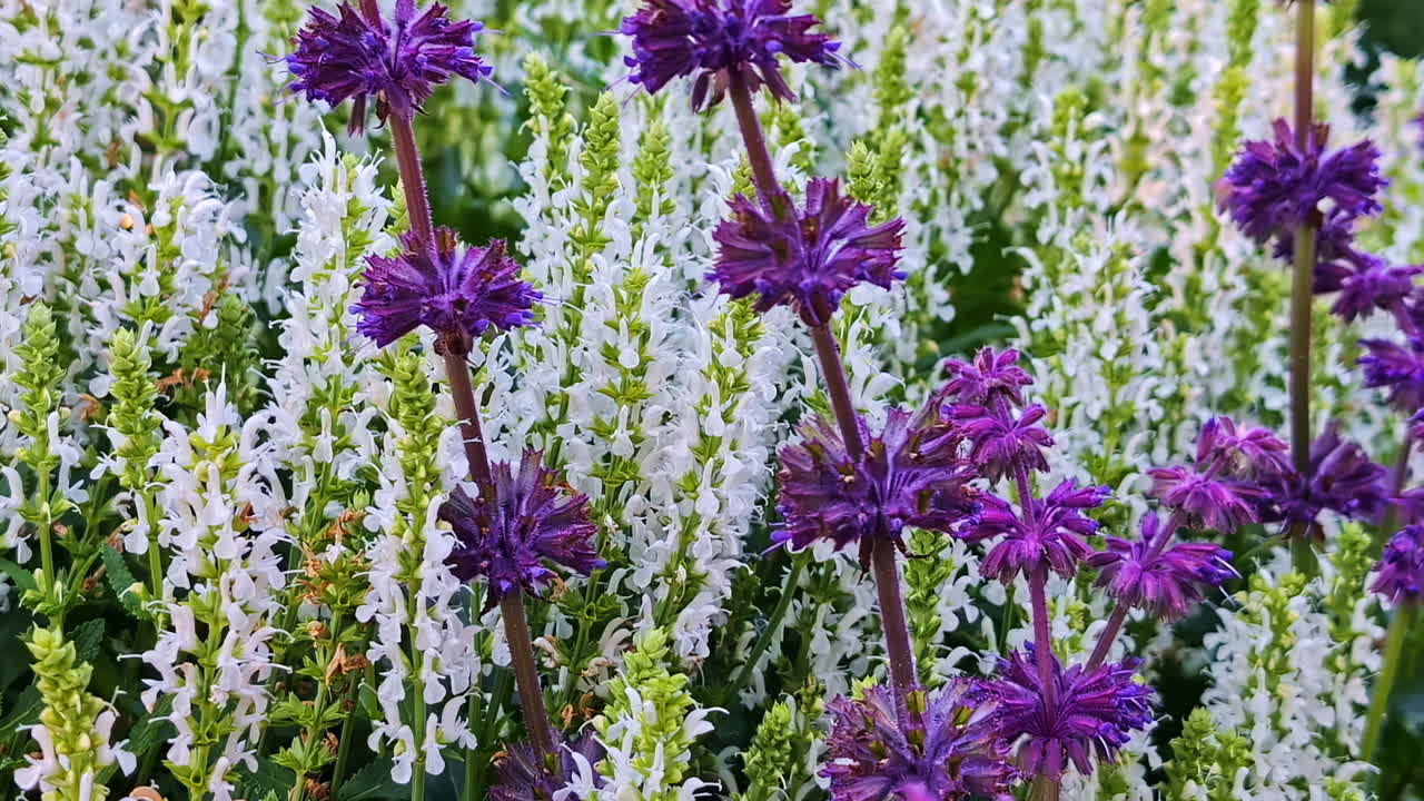 Lupine flowers sway in soft breeze, vivid purple and pink blooms fill the garden