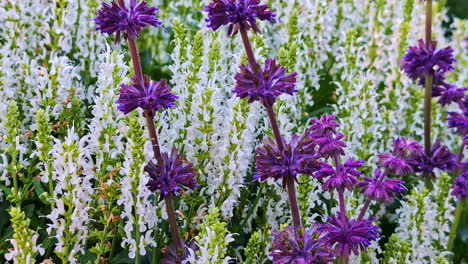 lupine flowers sway in soft breeze, vivid purple and pink blooms fill the garden