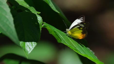 A-single-Orange-Gull-Cepora-judith-butterfly-is-perched-on-a-leaf-and-it-flew-to-the-top-right-side-of-the-frame,-at-Kaeng-Krachan-National-Park-in-Thailand