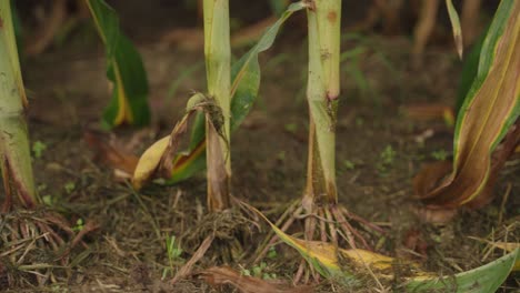 motion video of corn roots in a corn field, anchoring the plants securely in the ground