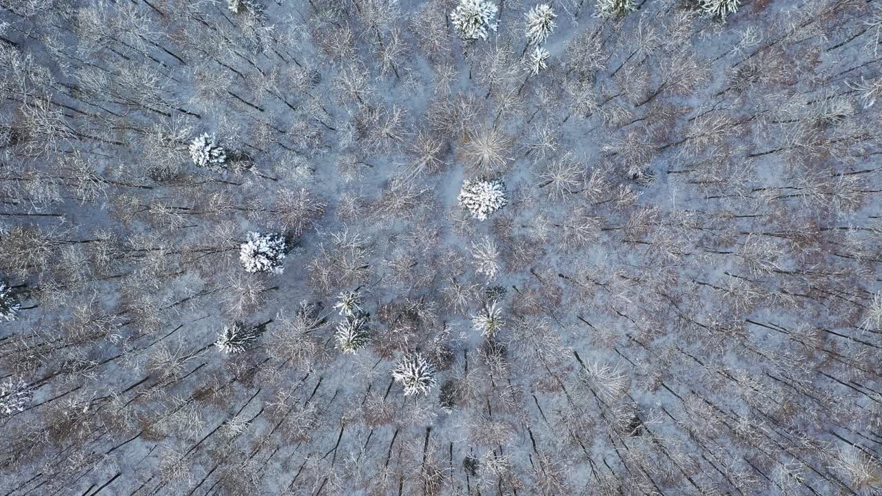 Vista aerea dall'alto con drone di una foresta invernale nel Parco Nazionale di Koli, Carelia Settentrionale, Finlandia, con alberi spogli e sempreverdi coperti di neve che creano una texture naturale a motivi