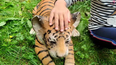 hands of female child is cuddling big plastic baby tiger - static handheld closeup showing only toy tiger and hands of child