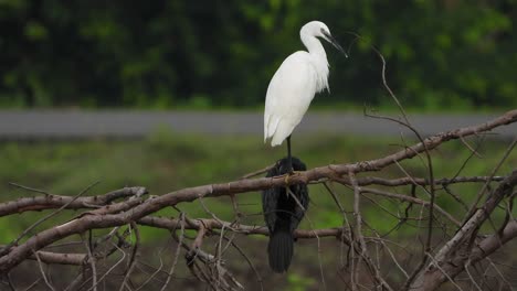 little-egret-chilling-on-tree-UHD-4k-