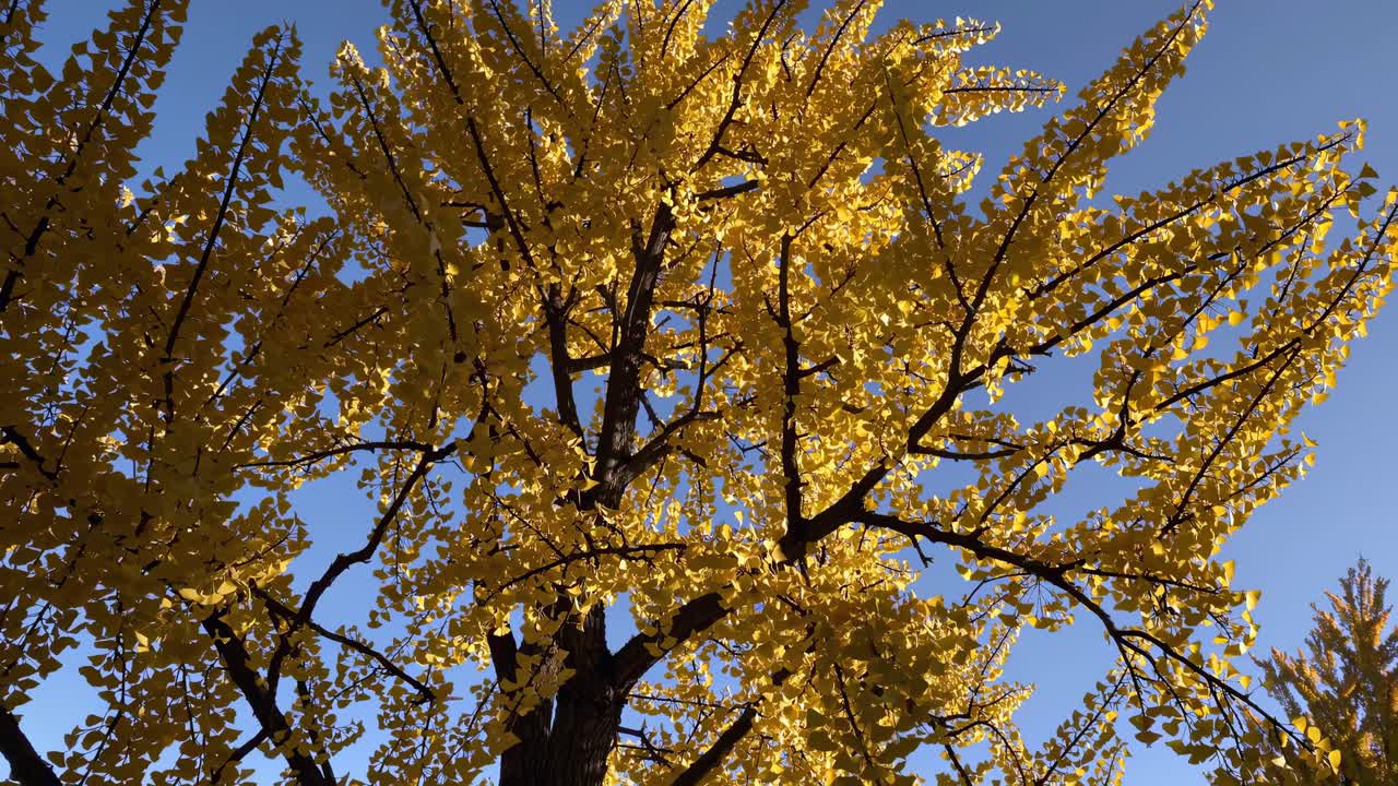 A video captures a low-angle view of a tree with vibrant yellow leaves against a clear blue sky