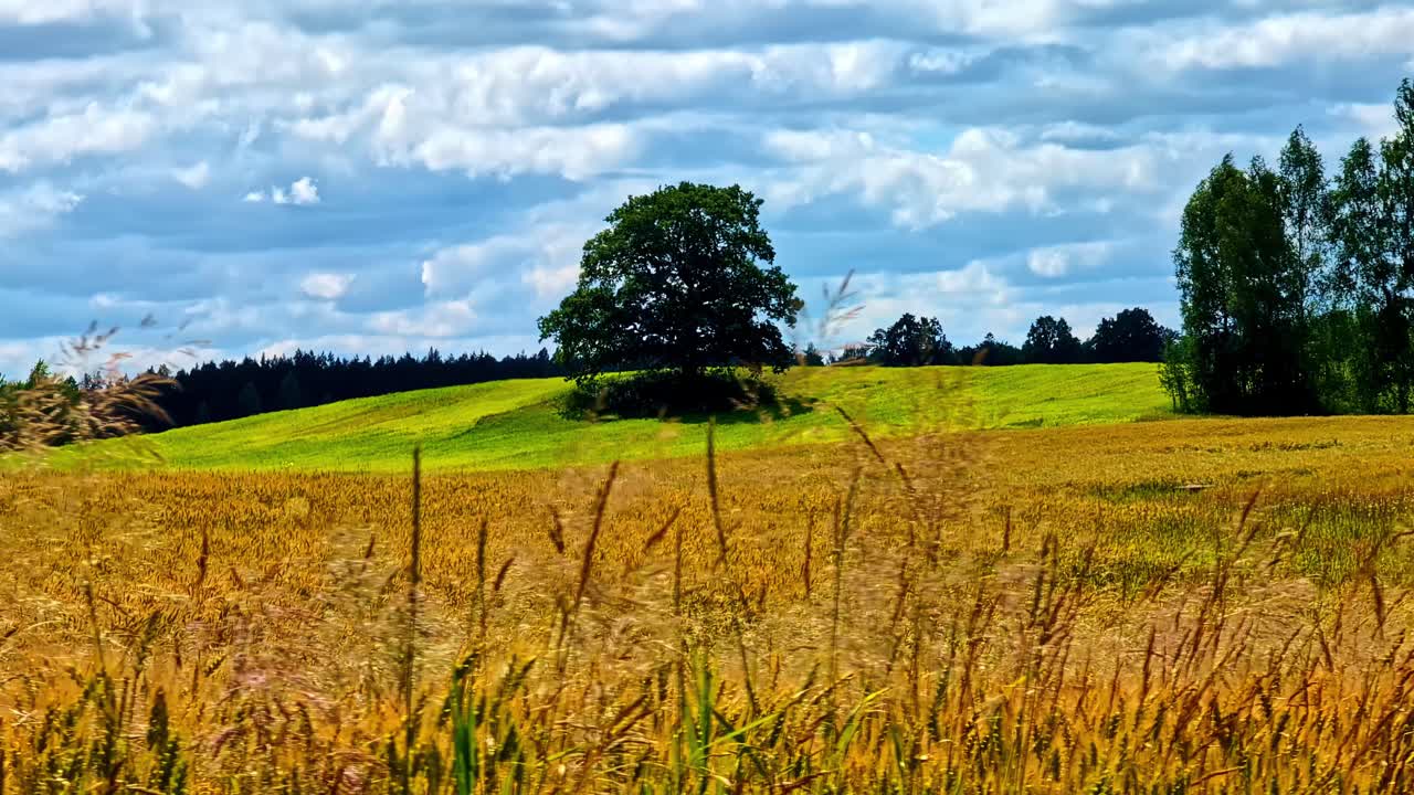 Oak tree standing on green meadow with golden crop field under cloudy blue sky