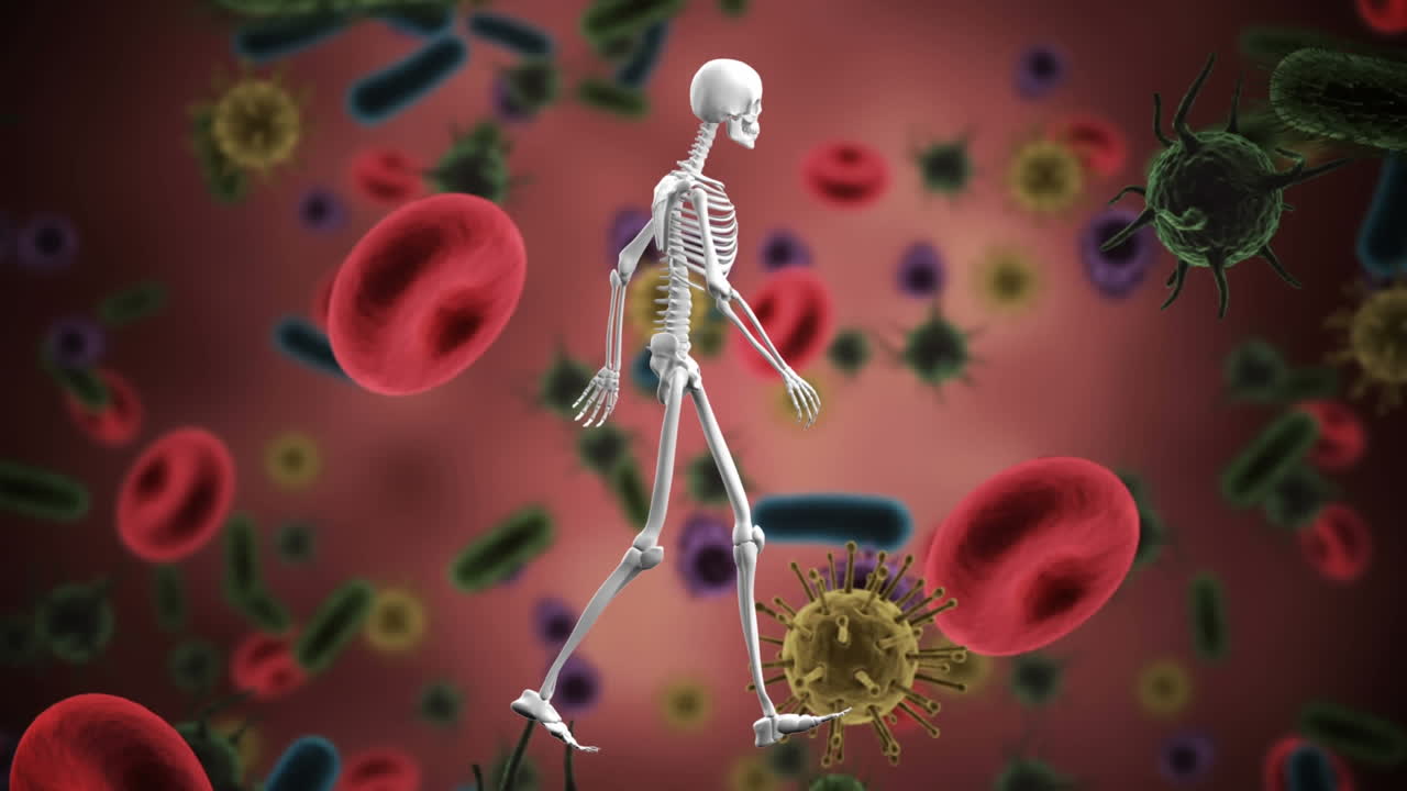 코로나 19 세포 위를  ⁇ 는 인간의 골격의 애니메이션