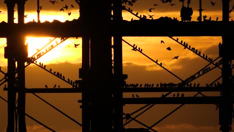 imágenes de estorninos famosos en el muelle de aberystwyth en gales, reino unido contra una hermosa puesta de sol costera