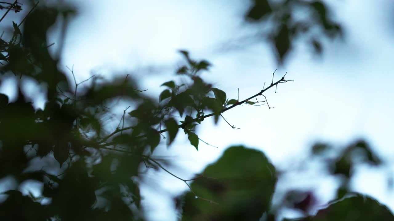 Leafy green branches with soft rain falling and blurred surrounding foliage near a pale overcast sky. Static camera shot.