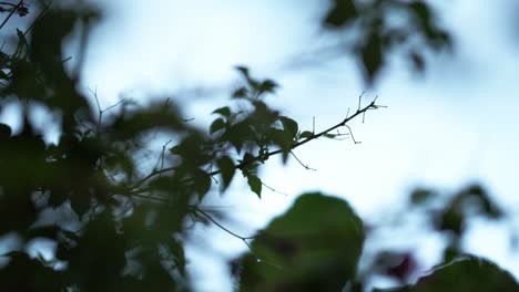 leafy green branches with soft rain falling and blurred surrounding foliage near a pale overcast sky. static camera shot.